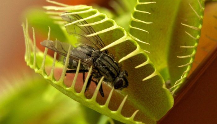 коллекция экзотических плотоядных растений и насекомых