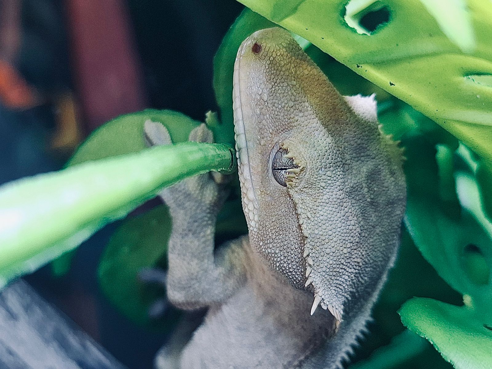 Фрагмент выставки экзотических животных