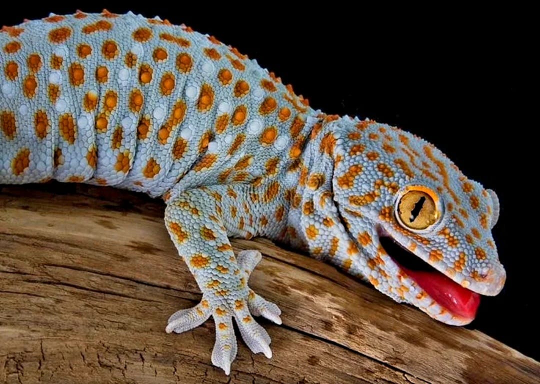 Фрагмент выставки экзотических животных