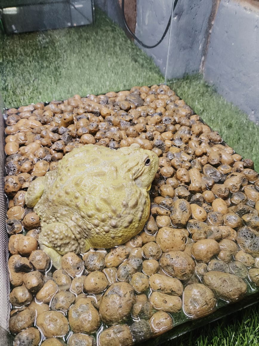 Фрагмент выставки экзотических животных