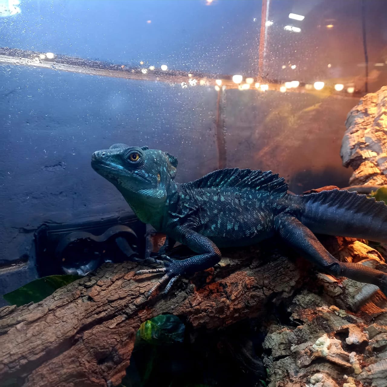 Фрагмент выставки экзотических животных