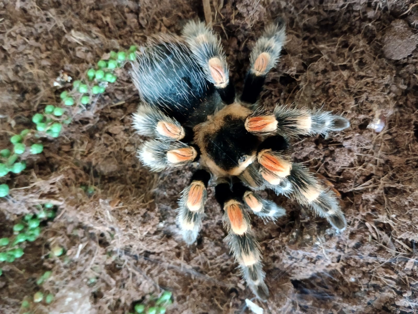 Фрагмент выставки экзотических животных