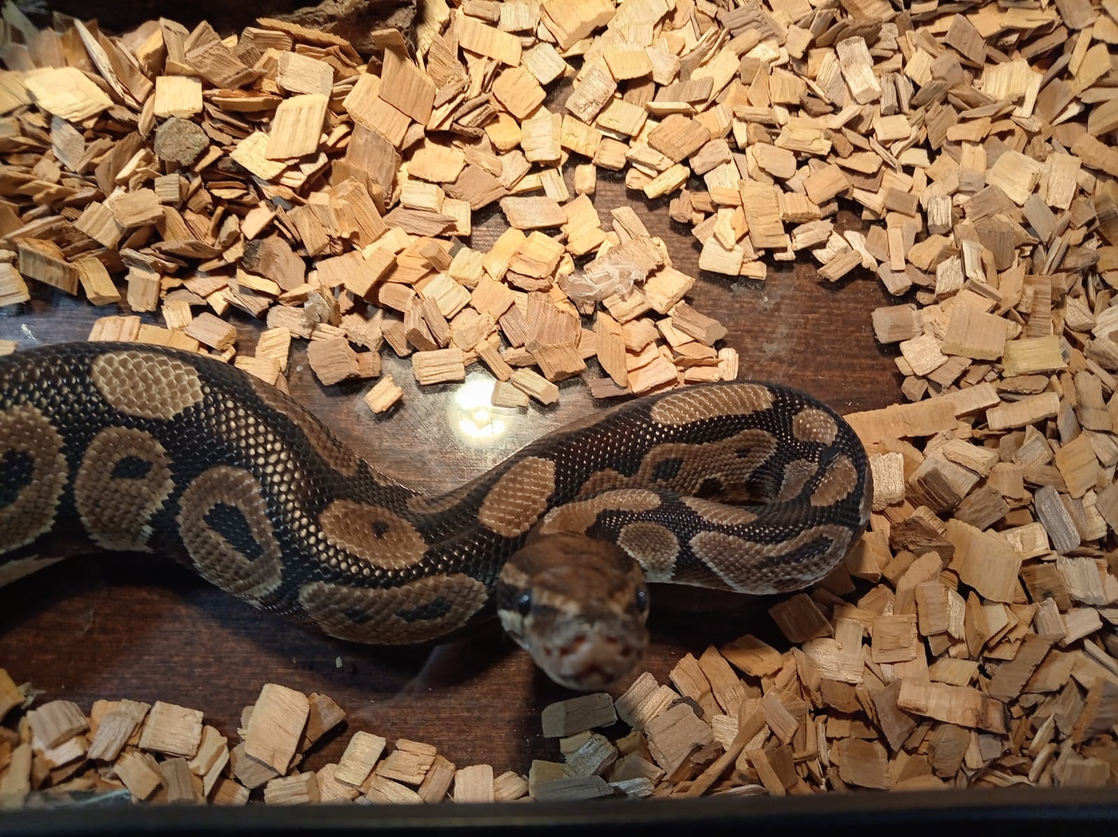 Фрагмент выставки экзотических животных