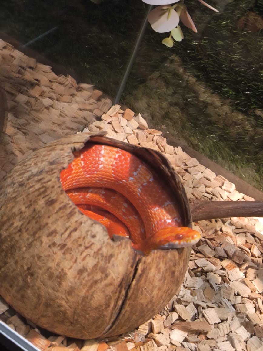 Фрагмент выставки экзотических животных