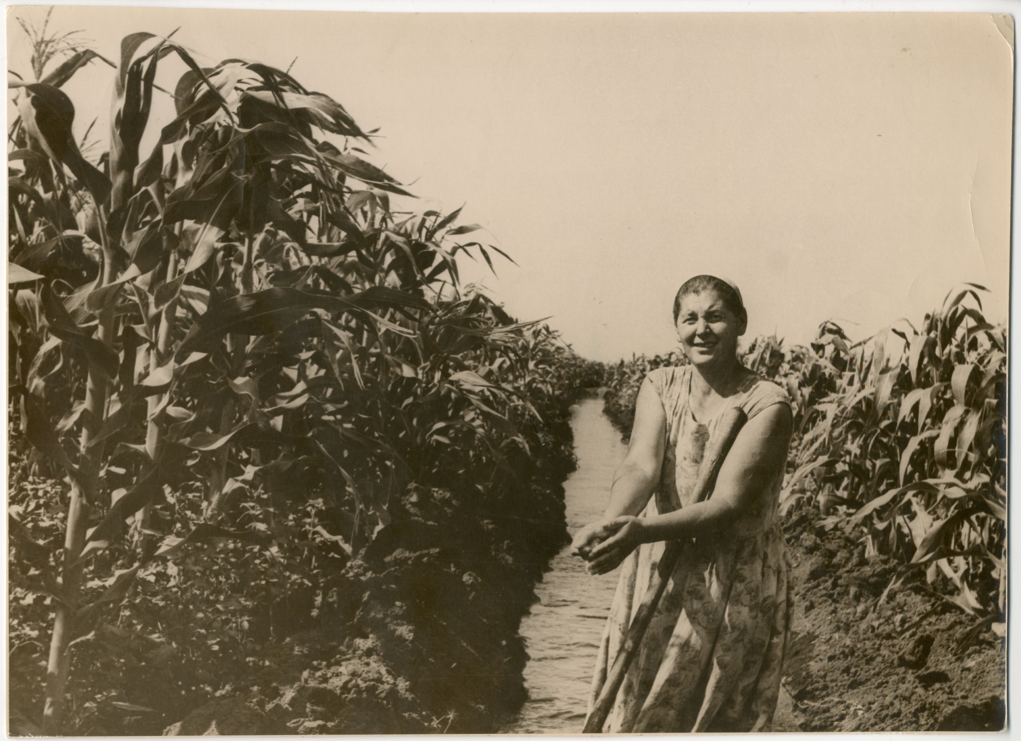 Фотография "Знатный полевод Дона Р.Ф. Горожаева на участке кукурузы" 1969